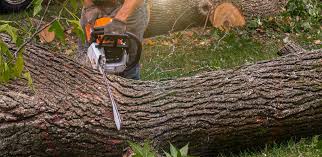 Best Stump Grinding and Removal  in Wanaque, NJ